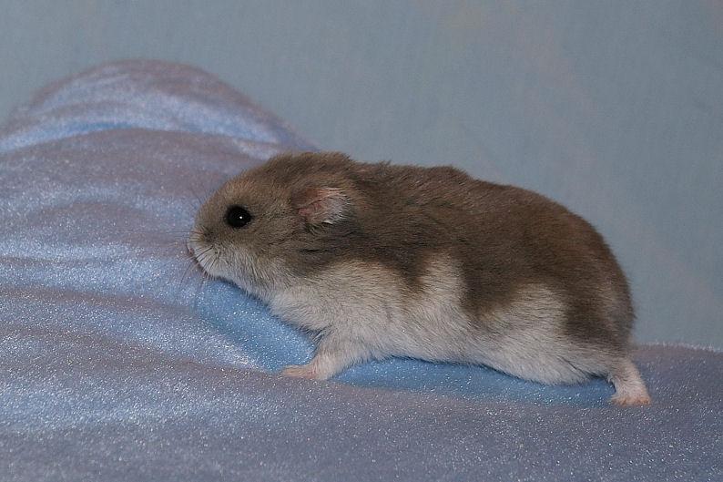 Hamtaro